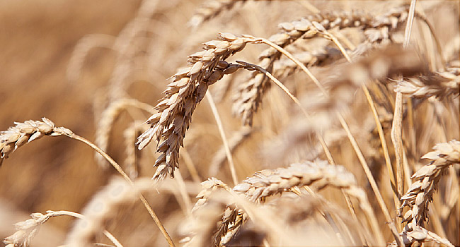Best Diet Plan For Wheat Allergy - Dietitian Priyanka