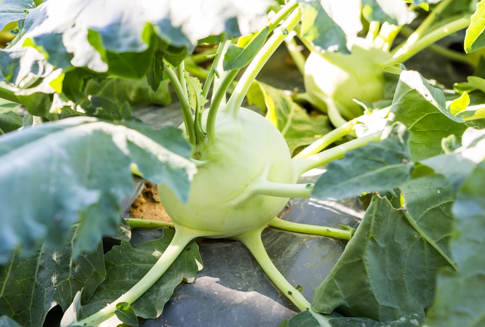 Kohlrabi: Understanding The Unique Flavor, Nutrition, And Top Benefits